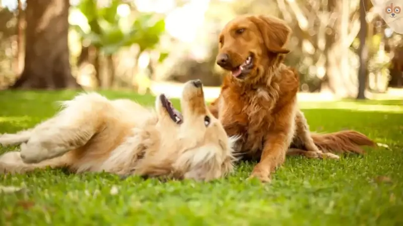 Muss der Hund mich zum spielen auffordern?