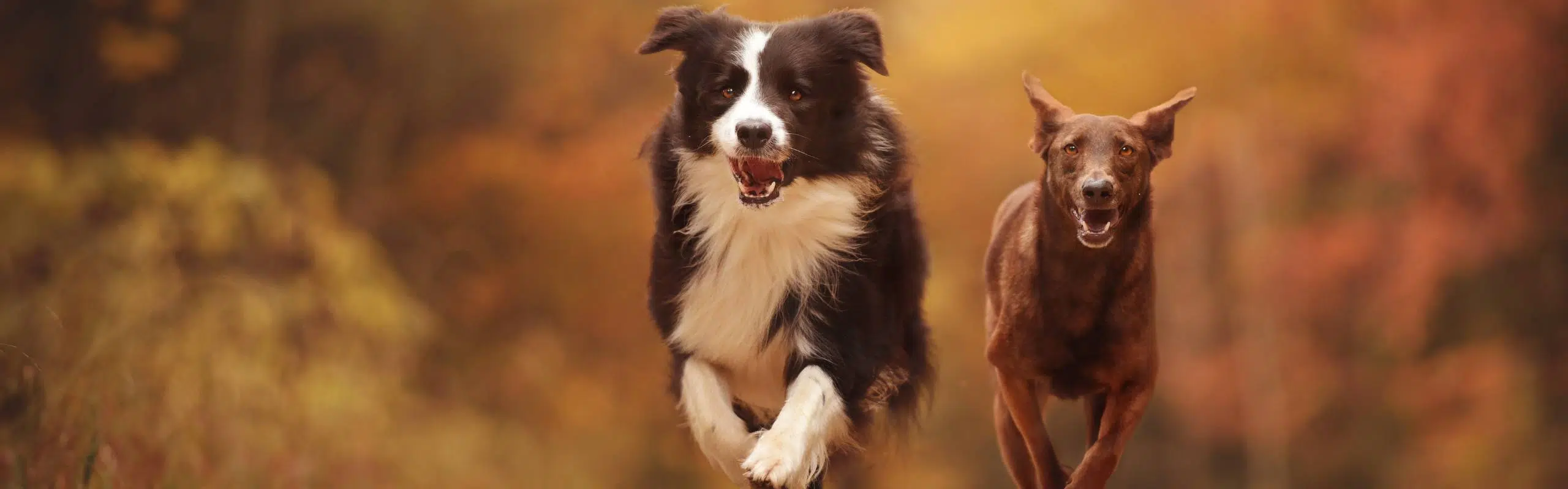 Zwei Hunde rennen motiviert auf Kamera