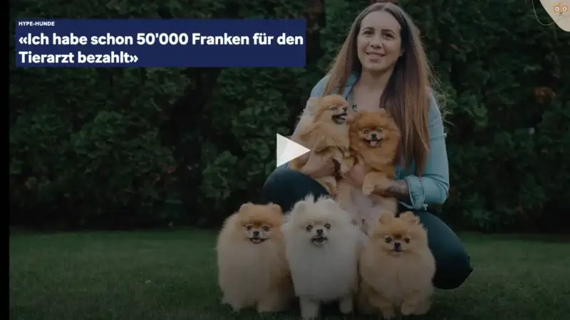 Zwergspitz und Pomeranian – Beliebt aber mit Vorsicht zu genießen!