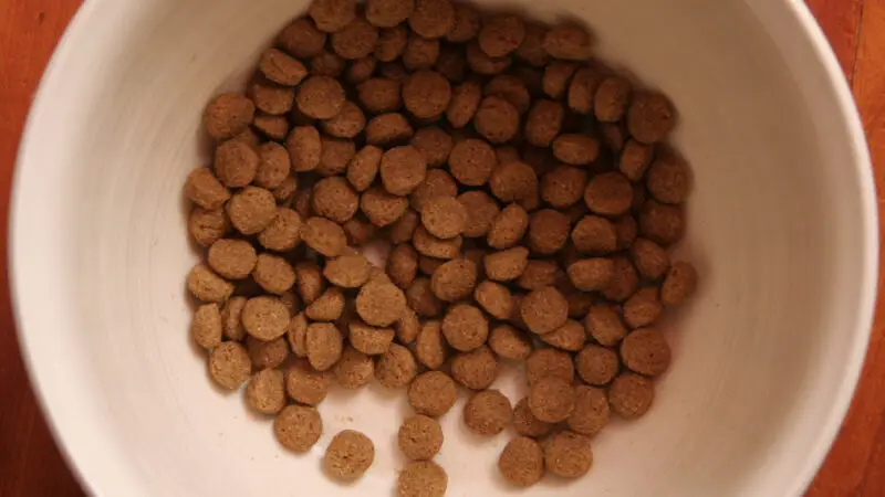Dosenfutter