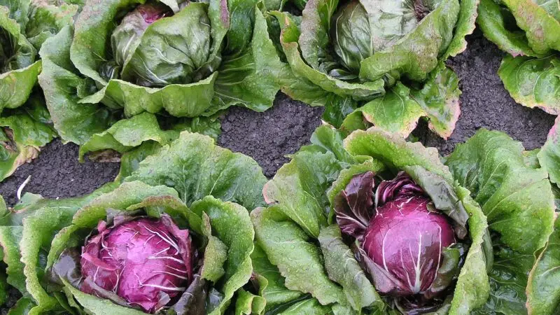 Radicchio