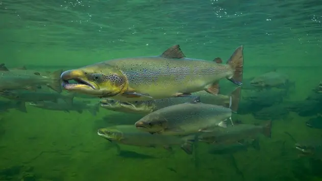 Lachs
