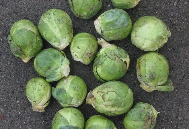 Rosenkohl