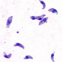 Toxoplasma