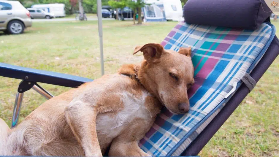 alter-hund-schlaeft-auf-camping-stuhl
