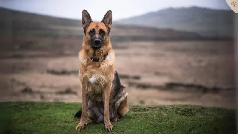 Der treue Wachhund: Beschützer oder Zeuge?