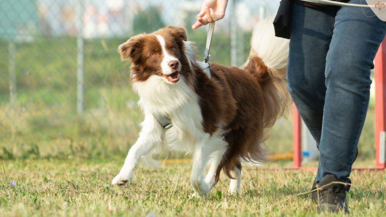 Aussie geht an Leine auf Hundeplatz, Liste von Hundesportarten