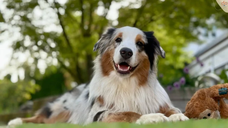 Der Merle-Faktor bei Hunden: Schönheit mit Risiken