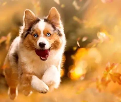 Australian Shepherd Aussie mit Ball im Herbst Wald
