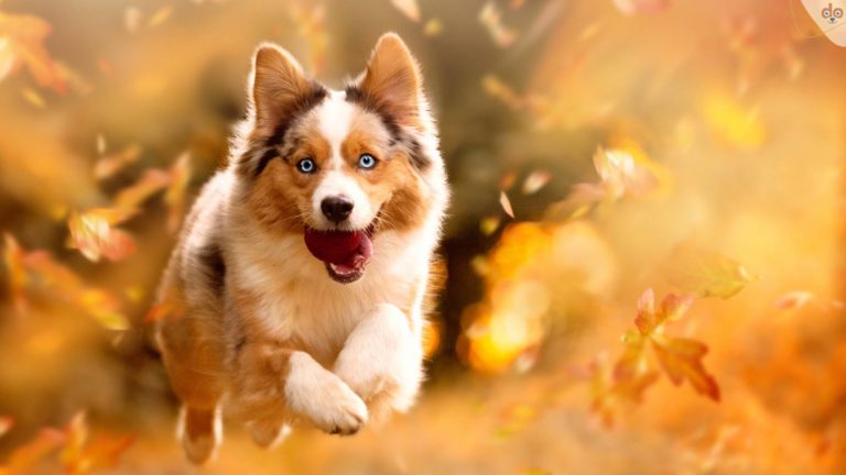 Australian Shepherd Aussie mit Ball im Herbst Wald