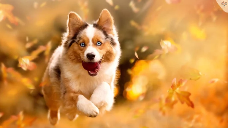 Australian Shepherd Aussie mit Ball im Herbst Wald