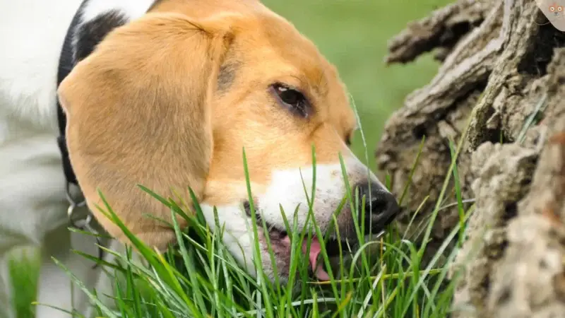 Warum fressen manche Hunde ihr Erbrochenes?