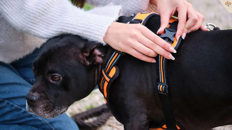 Dein Hund und Brustgeschirr: So klappt das Anziehen ohne Stress
