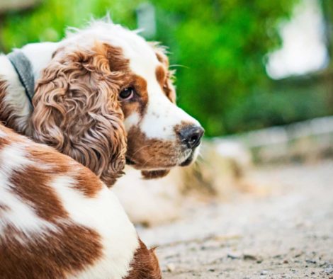 cocker-spaniel-angst