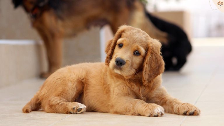 cocker-spaniel-welpe-liegt