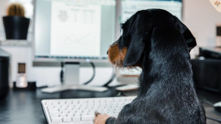 dackel-am-computer