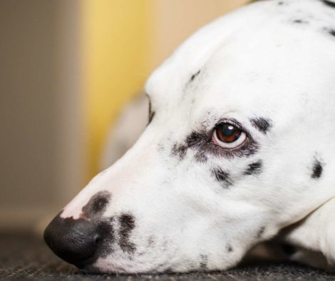 dalmatiner-schaut-ungluecklich-zur-seite