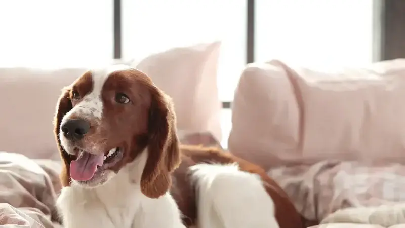 Hundefreundliche Hotel