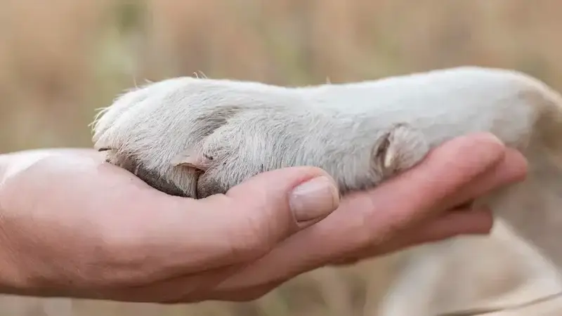 Wie kann ich einen Hund adoptieren und welche Schritte sollte ich befolgen?