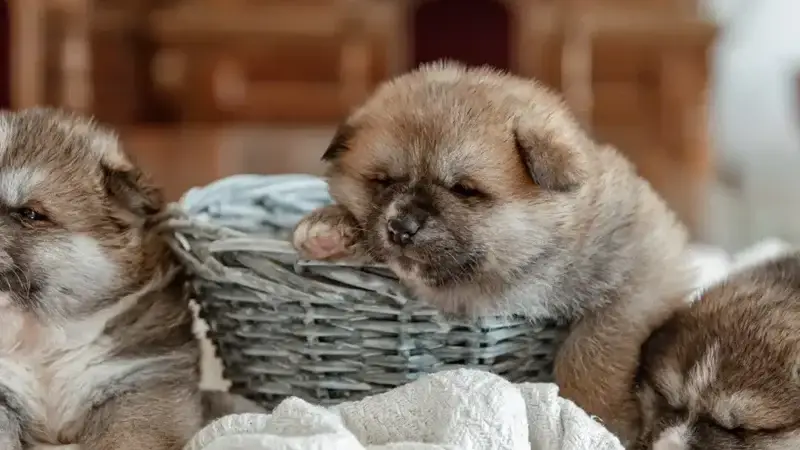 Wie wähle ich den richtigen Hund für meinen Lebensstil aus?