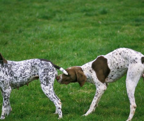 Französischer Pyränenzeigerhund Pärchen Läufigkeit