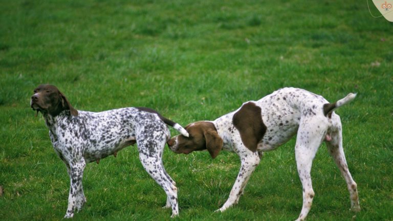 Französischer Pyränenzeigerhund Pärchen Läufigkeit