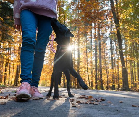 fusslaufen-wald-motiviert