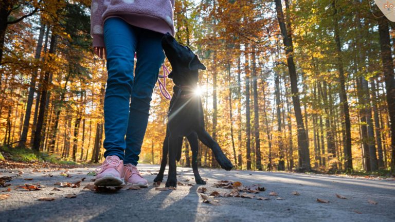 fusslaufen-wald-motiviert