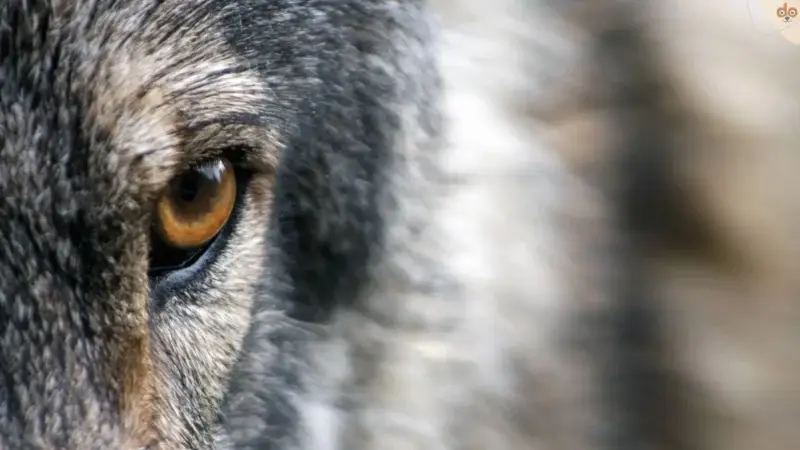 Der Wolf: Ein faszinierendes Wildtier und unser treuer Begleiter im Evolutionskleid