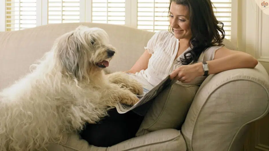 hund-auf-zeitung-sofa-beim-lesen