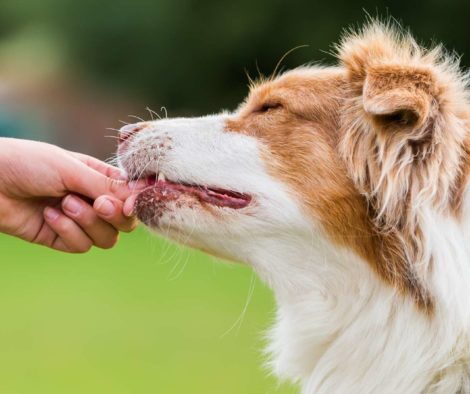 Hund bekommt Leckerli