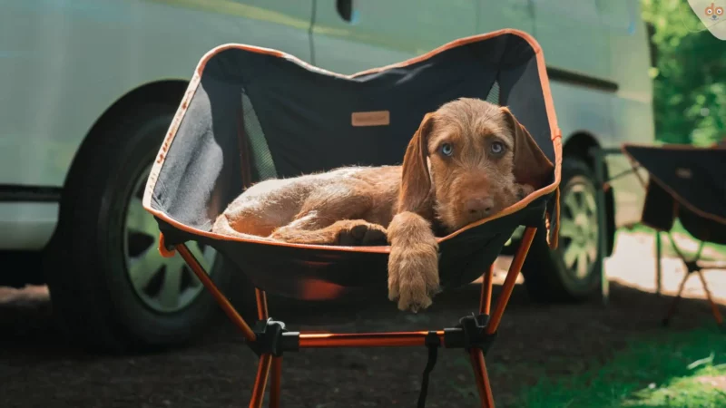 Campen mit Vierbeiner: wenn die Basis stimmt