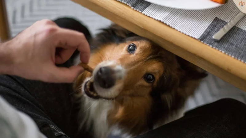 Was Dein Hund vom Tisch wirklich essen darf