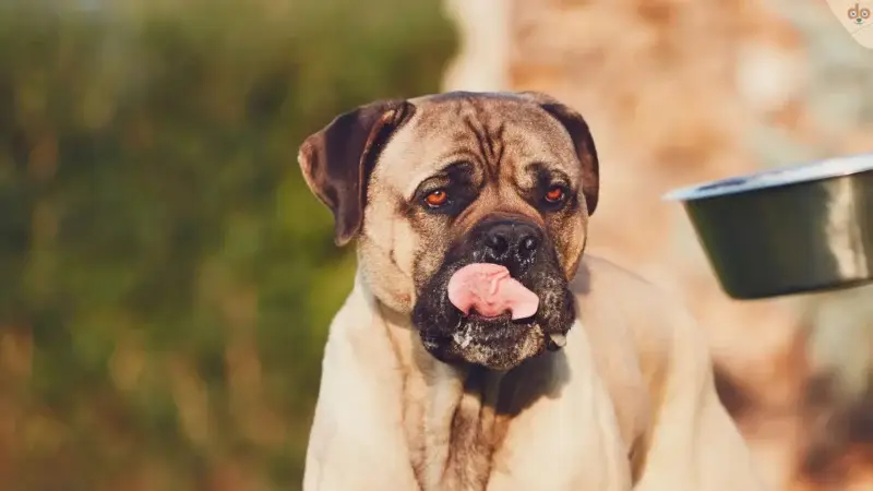 Verstehen der Inhaltsstoffe von Hundefutter