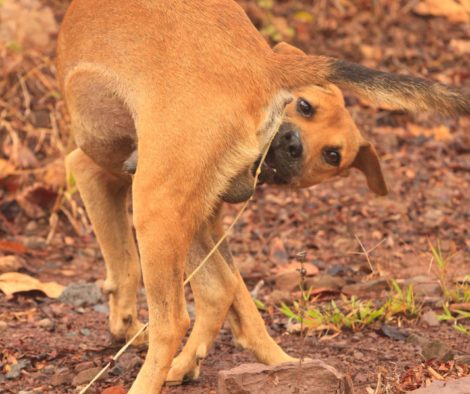 hund-nase-an-hintern-wurmbefall