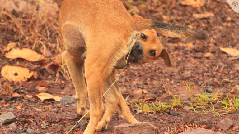 hund-nase-an-hintern-wurmbefall