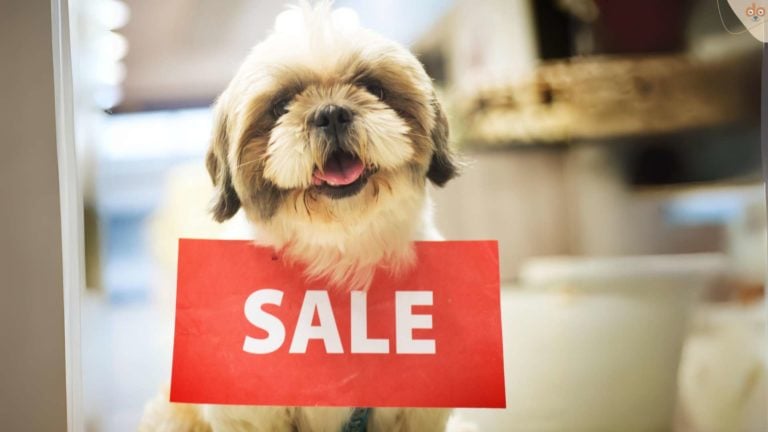 hund-sale-tafel-welpe-kaufen