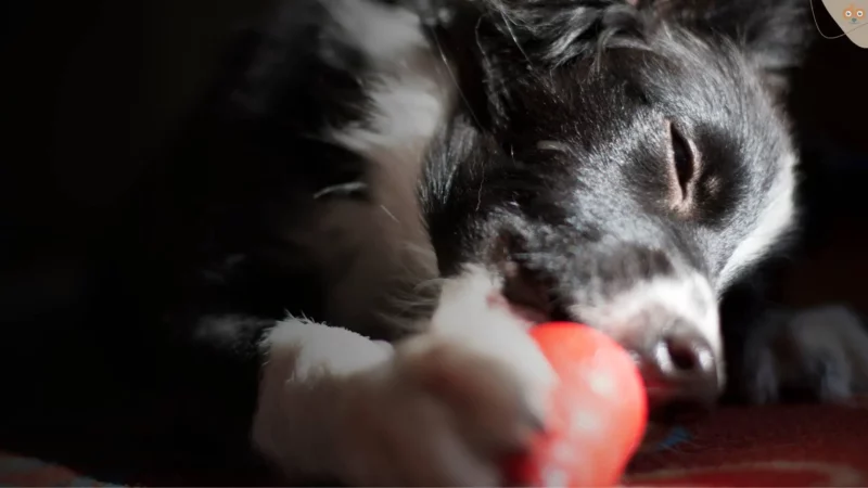 Kong-Spielzeug für Hunde