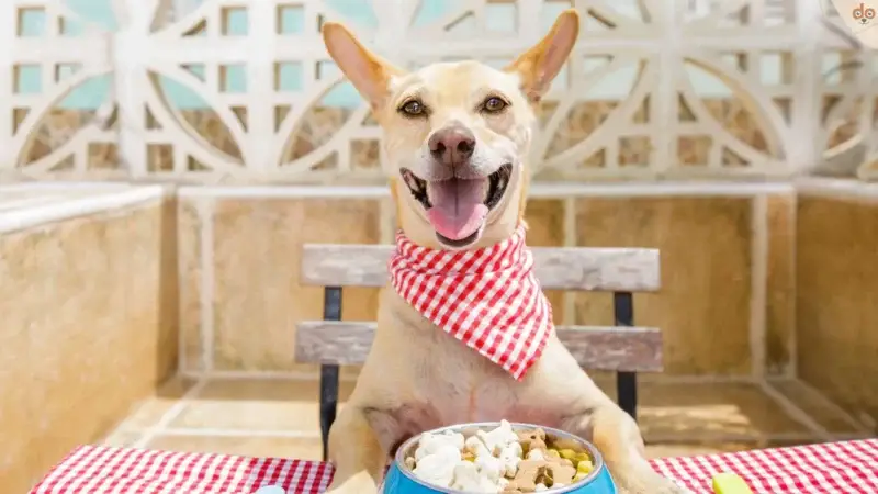 Häufige Ernährungsprobleme bei Hunden: Was Du wissen solltest