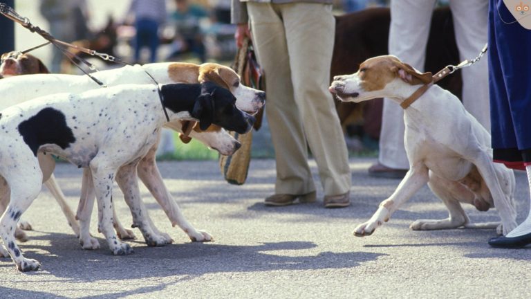 hundebegegnung-leine-stadt