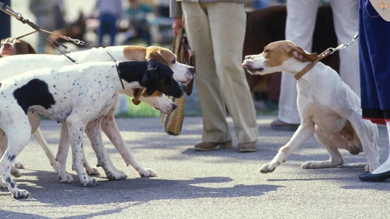 Hundebegegnung an der Leine