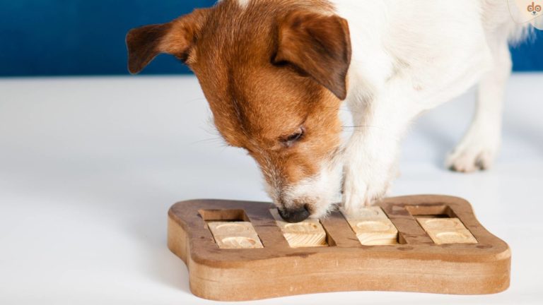 jack-russel-denkspiel