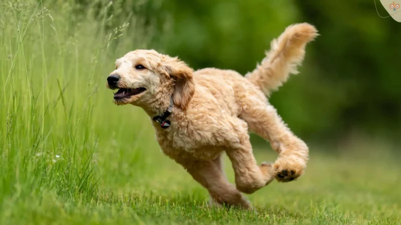 Warum dein Hund manchmal den „Zoomies“ hat