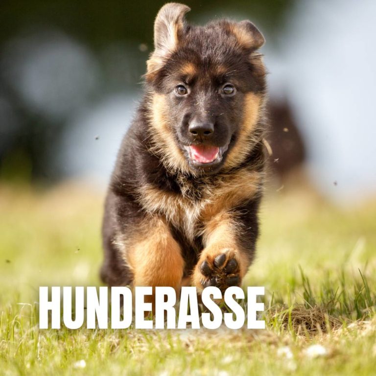 Kategorie Hunderasse