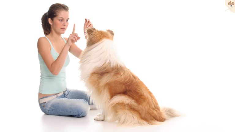 Frau übt zuhause mit ihrem Hund das Kommando Sitz