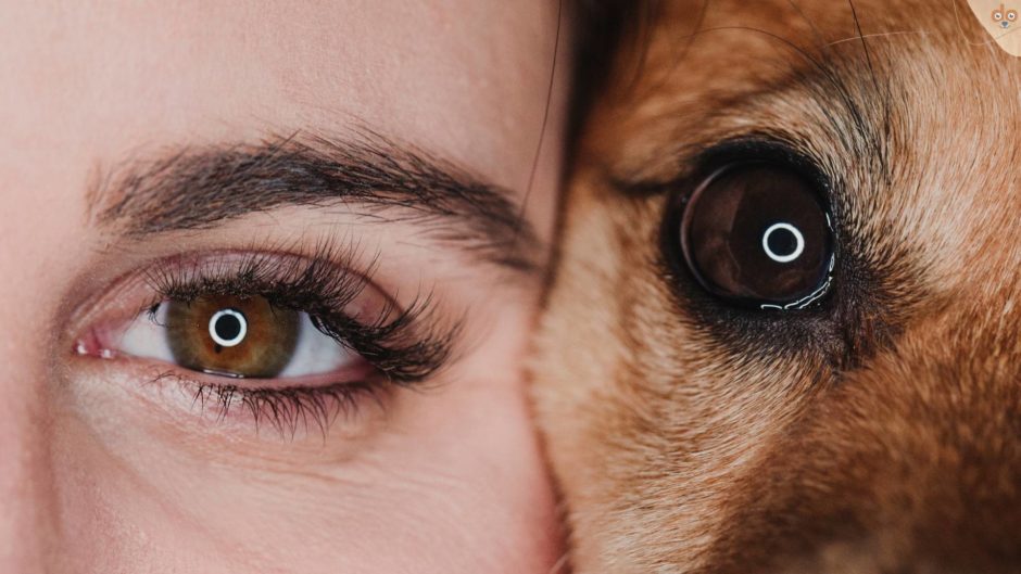 mensch hund auge foto