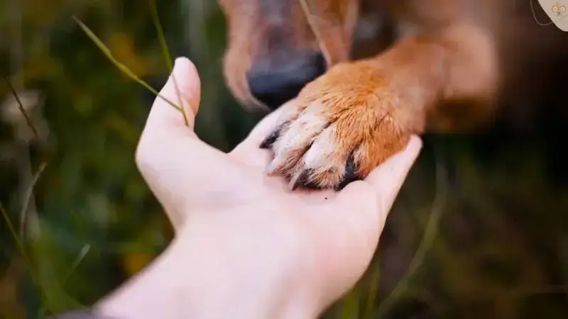 So lernt dein Hund das Kommando „Pfötchen“ in 8 Schritten