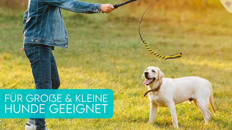 Reizangel-Workout für Vierbeiner: Ein Leitfaden für’s Training