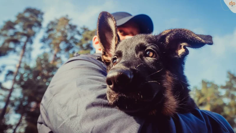 Schütze deinen Hund vor schlechten Lernerfahrungen