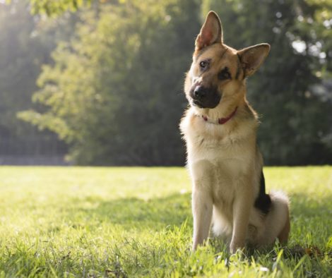 Schäferhund im Kommando Bleib